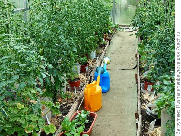 В теплице до сих пор "общага" , в ней ждет черёд цветочная рассада.