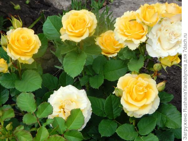 Роза флорибунда Сфинкс голден