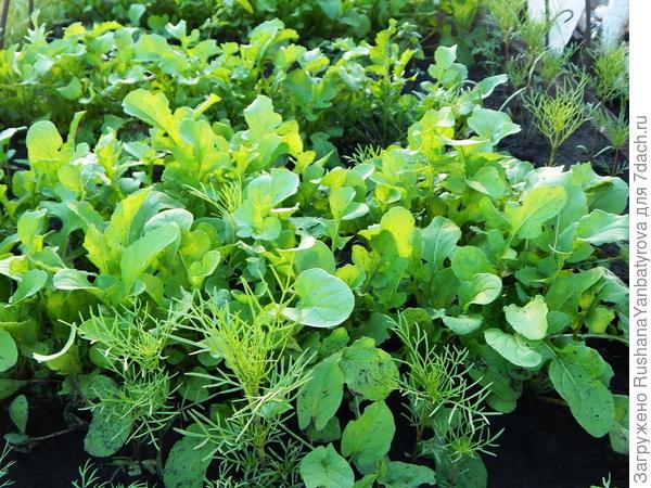 Любимая зелень - руккола и самосевом "разноцветки".