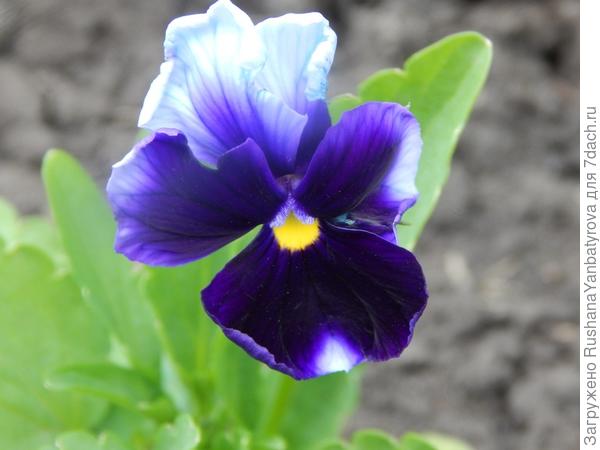 Анютка-малышка из рассады этого года.