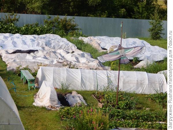 Вид из окна в 4 часа утра 1 июля. Укрыта картошка, которая до этого уже попала под заморозок и слегка пострадала. А возле дома все цветы были в укрывашках. вчера все собрала.