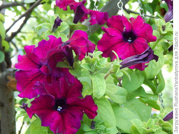 Бургунди. Фото цвет искажает. Он более глубокий, темный.