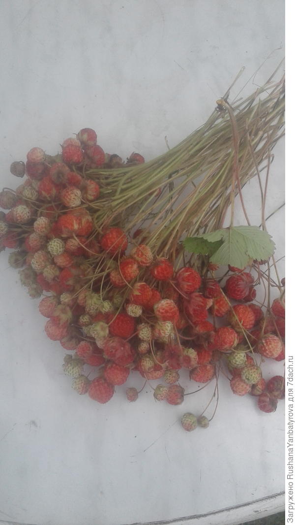 Цветами южанку не удивишь. Дарю тебе наши лесные ягодки!