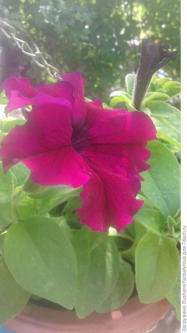 Яркая петунечка для Юли!