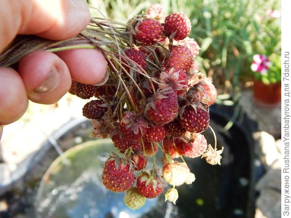 И,конечно,же душистых ягод с нашей горушки!