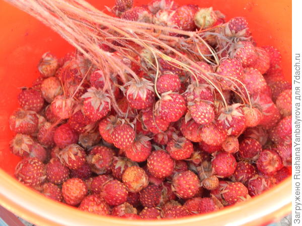 И сладких ягодок из леса!