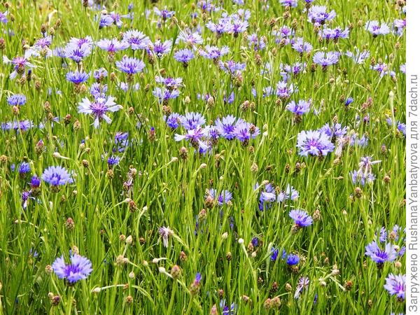 Дарю тебе поле любимых васильков!