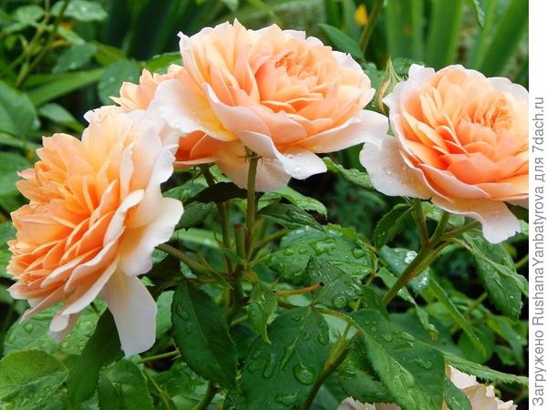 Нежная роза нежной Светлане!