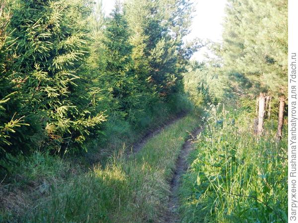 По лесной дороге за ягодами!