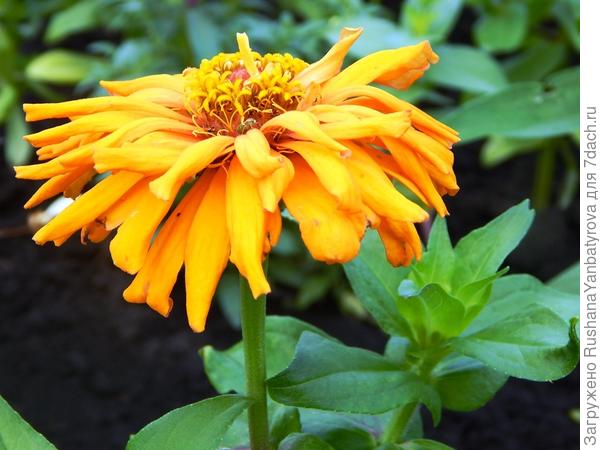 Циннии зацвели!