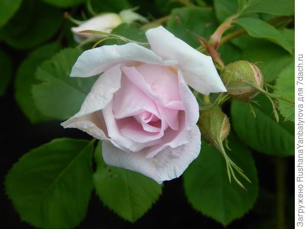 Моя неистребиамя.