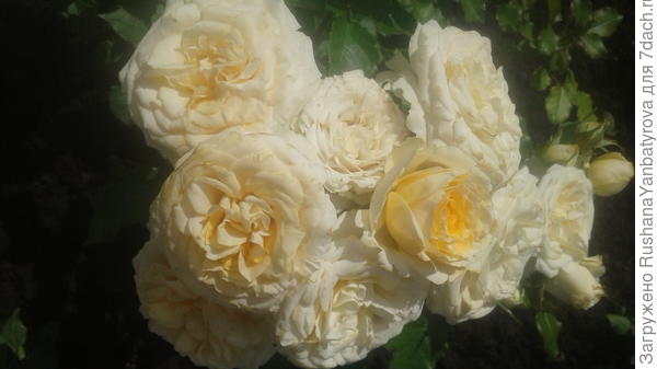 Крем Грация.