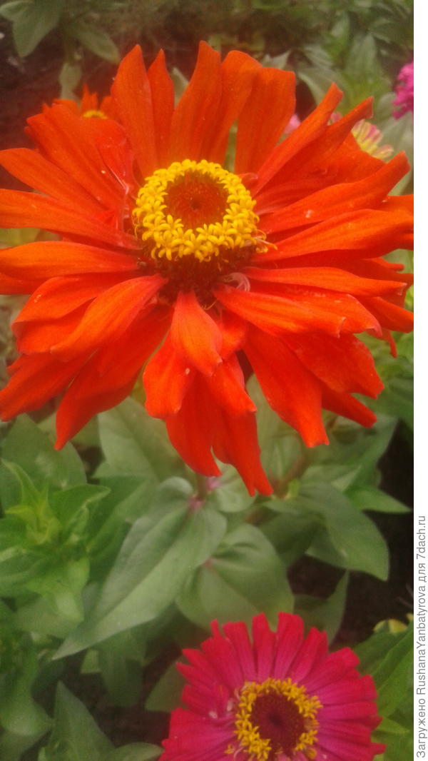 Это Светочке!