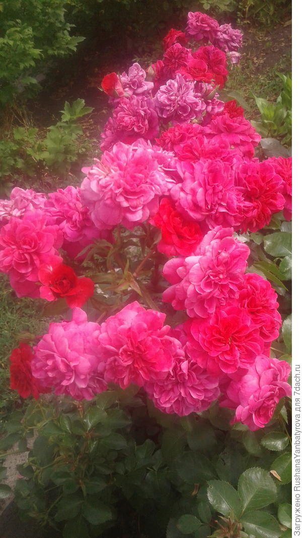 Роза Сангрия для тебя!