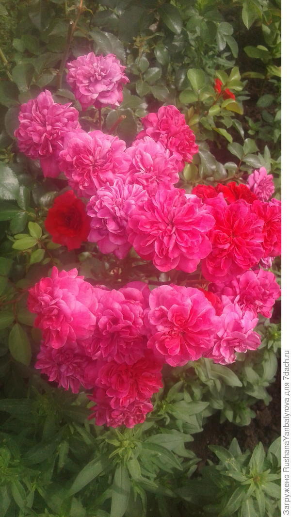 Розочка почвопокровная Сангрия -яркий огонек в моем саду!