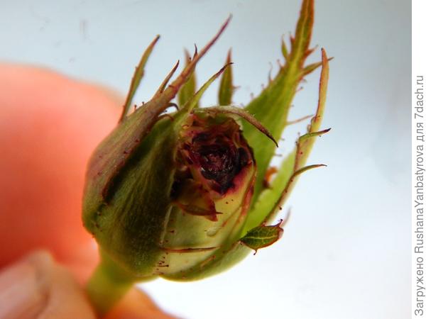 Поврежденный бутон