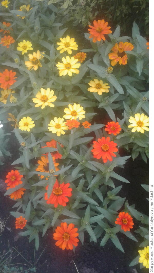 А цветы для радости забыла приложить!