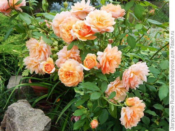 Такая милая, не нагляжусь! Жаль, не напишешь о ней в конкурс, раз сорт неизвестен.