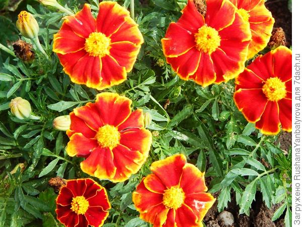 Верочке бархатцы Мариетт.
