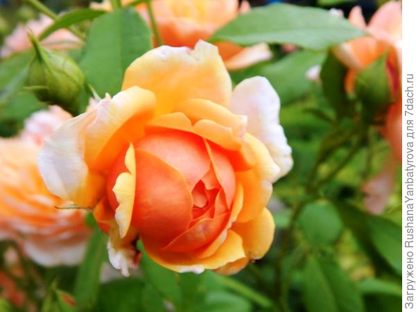 Дарю Вам свою любимую розочку!