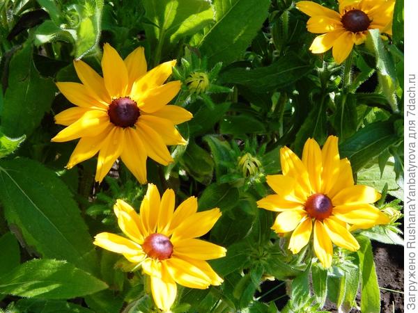 А эти солнышки очень любит моя дочь. Они многолетние.