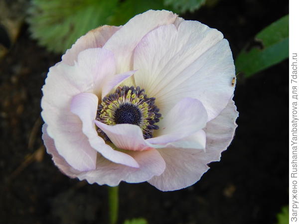 Единственная анемона этого года тебе!