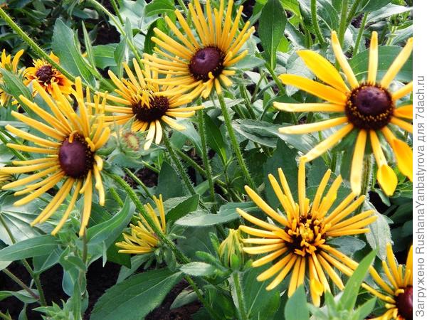 Рудбекии моей подруги.