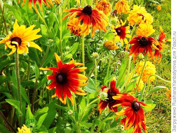 Очень нарядные, тоже растут у моей подруги.