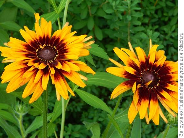 Рудбекия -2019