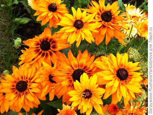 Полумахровые, но не капризные.