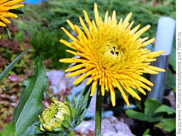 Рудбекия-2017 самая любимая, но семена больше не попадаются...