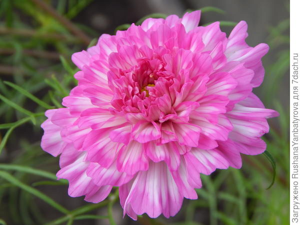 А это Наташе!