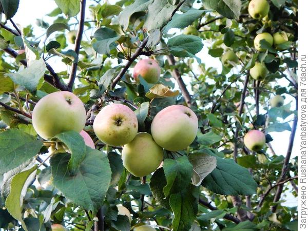 Зреют яблоки, уже вкусные. Угощайтесь!