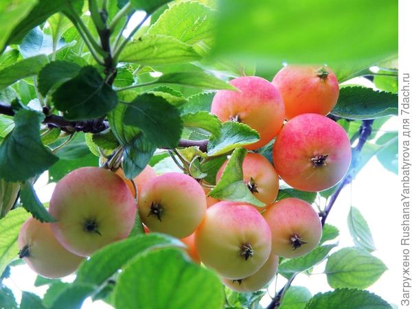 Вот какая нарядная!