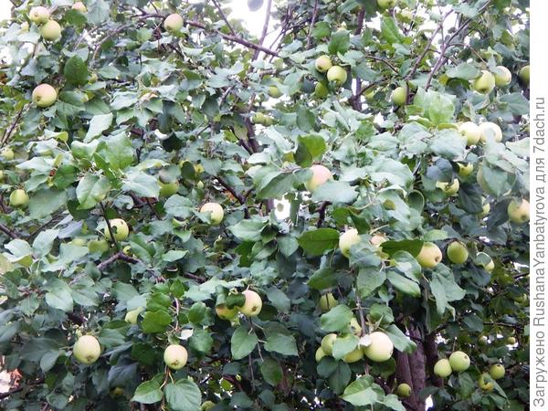 Наша единственная яблоня, не считая ранетку, вся в яблоках!