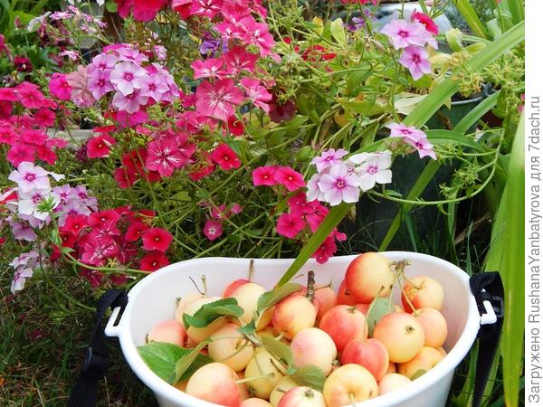 Будущий компот на зиму.