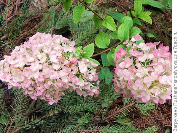 И бледная в тени.