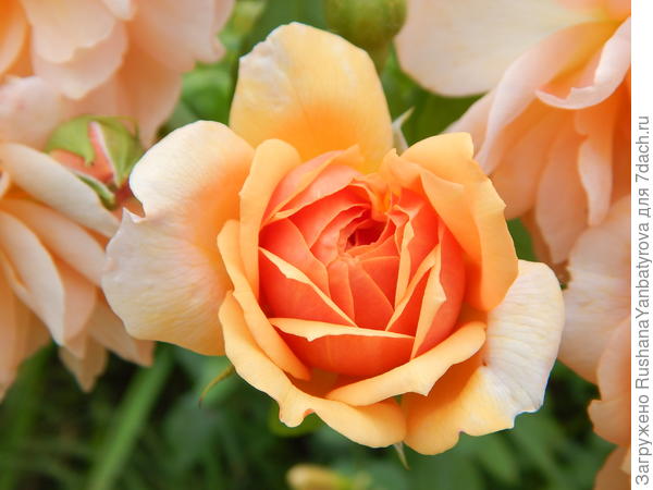 Месяц поздних поцелуев, поздних роз и молний поздних... Август...