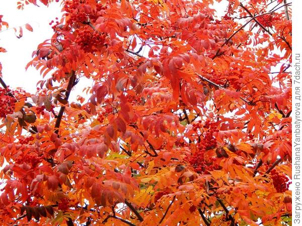 и рябины ржавой...