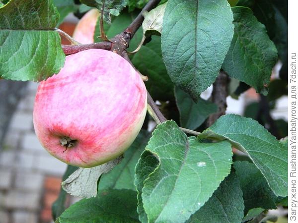 Полновесным, благосклонным яблоком своим имперским, как дитя, играешь, август...