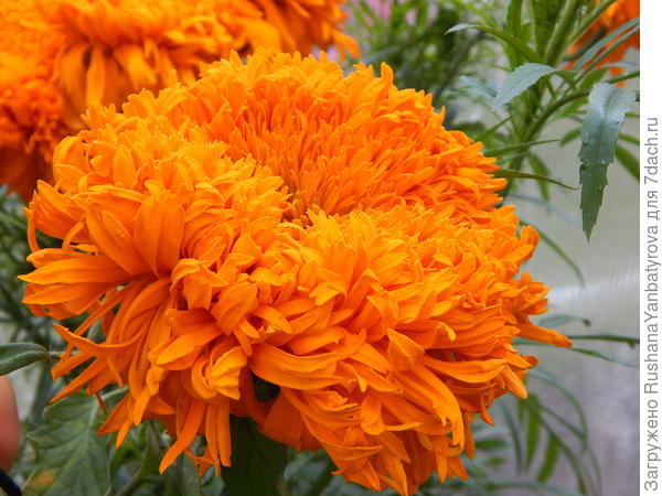 Будьте таким, как этот Шейх!