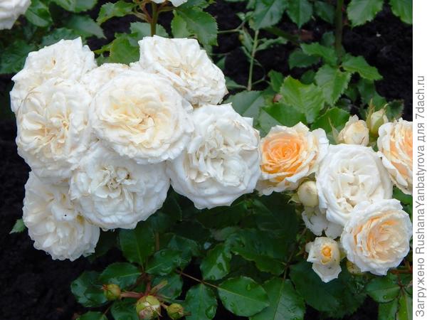 А это Тамаре!