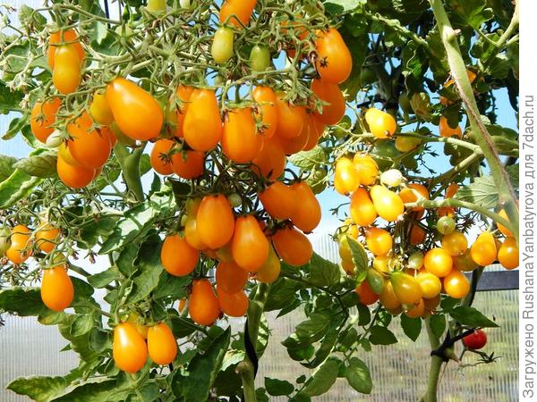 Дарю вместо букета!