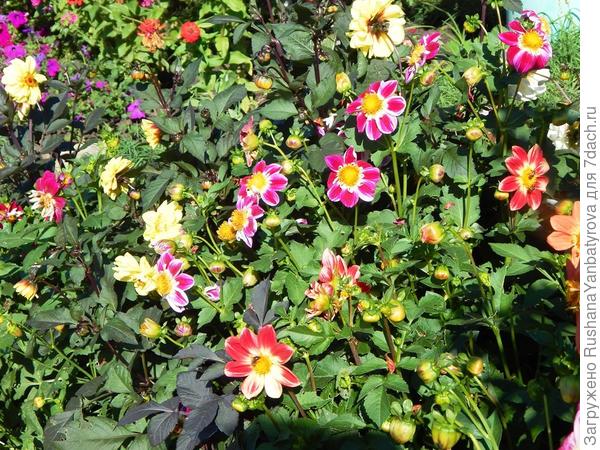 &quot;Веселые ребята&quot; в этом году очень веселые, цветут буйно!