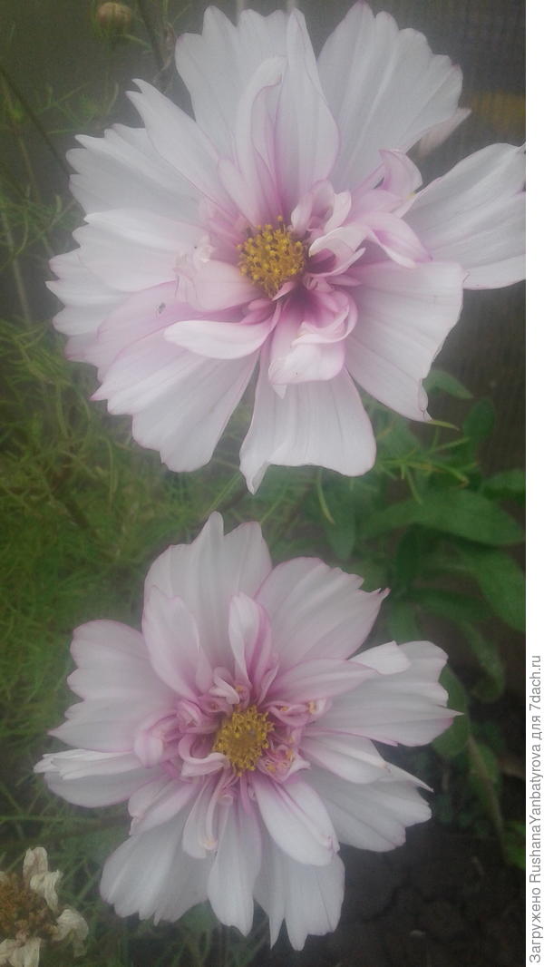 Эти нежные красотки вам!