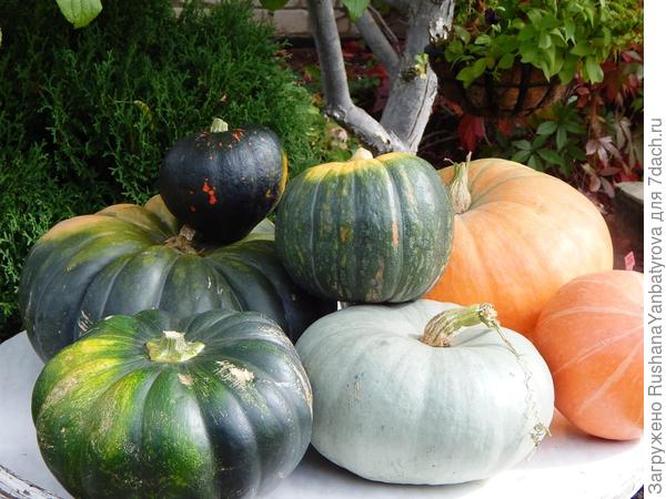 Это не все тыквы. Часть еще под столом в сарае, а мелкие уже увезла к родителям.