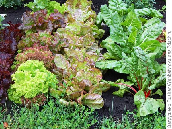 Мангольд и разноцветные салаты, а рядом бархатцы и календула...
