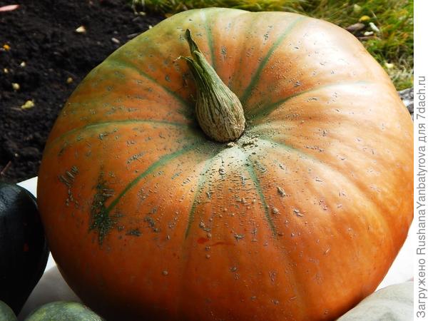 А это самая большая из рыжих.