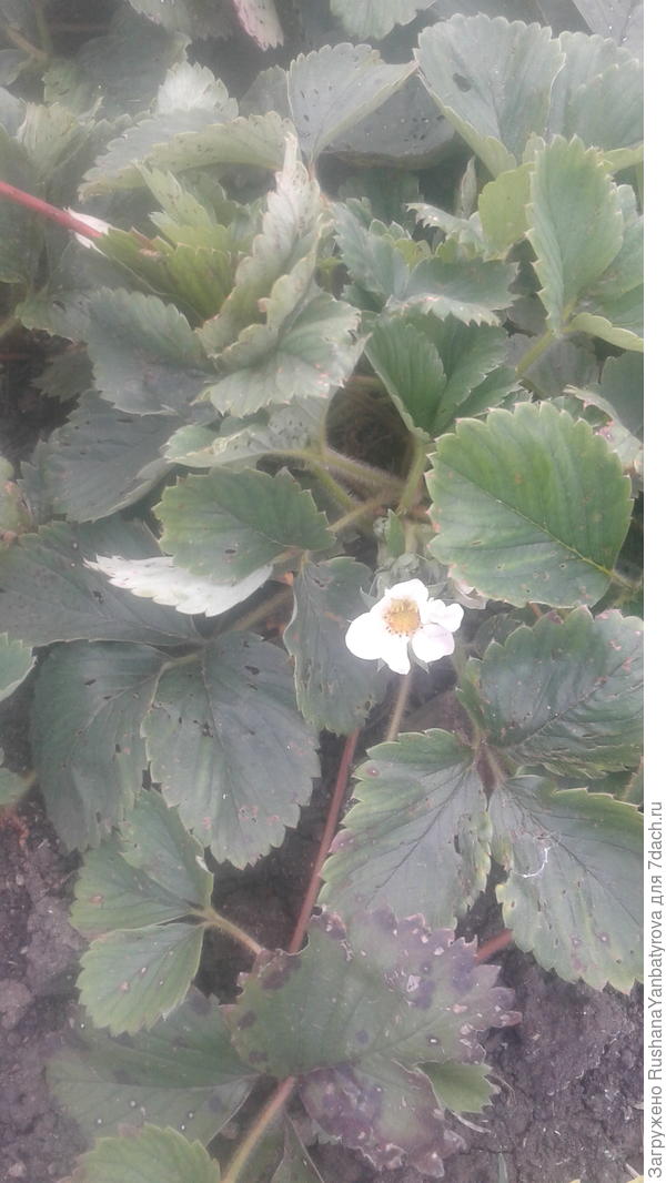 У них не осень!