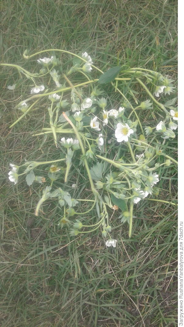 За один раз нарвала.